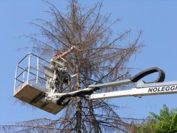 Potatura degli alberi